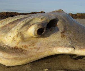 Eagle Ray beached